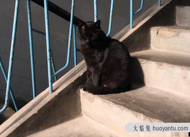 猫丢了白天会躲在哪里(猫走丢了一般会躲在哪)