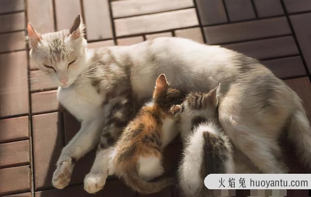 怎样防止母猫转移小猫(母猫将幼猫移走怎么办)