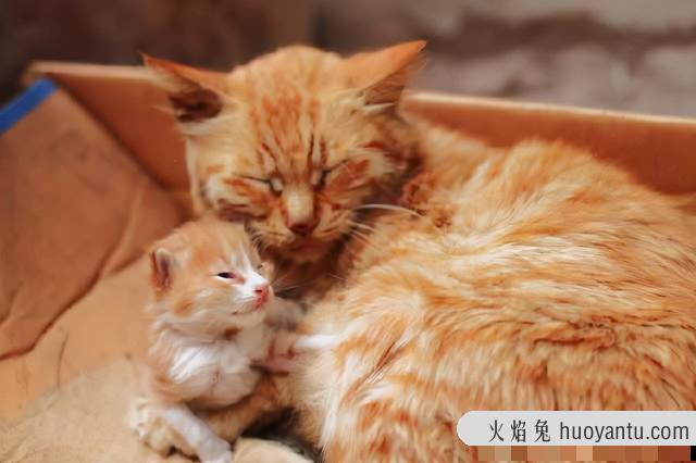 怎样防止母猫转移小猫(母猫将幼猫移走怎么办)