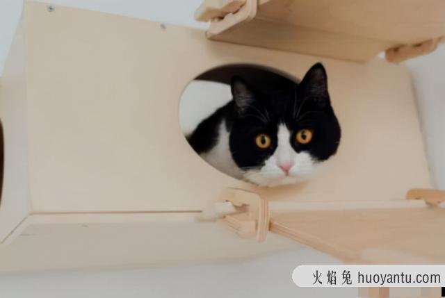 猫一只眼睛有点睁不开怎么办(猫一只眼睛睁不开怎么回事)