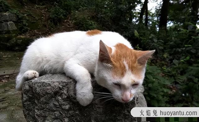 没出过门的猫咪跑丢了(没出过门的猫咪跑丢了会自己回来吗)