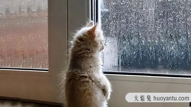 没出过门的猫咪跑丢了(没出过门的猫咪跑丢了会自己回来吗)