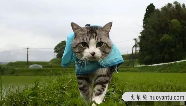 没出过门的猫咪跑丢了(没出过门的猫咪跑丢了会自己回来吗)