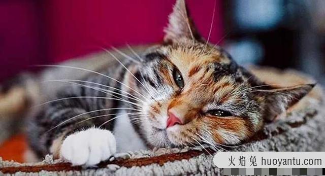 猫喜欢舔人手是为什么(猫喜欢舔人手是什么原因)