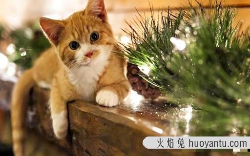 小猫找主人(怎么给小猫找主人)