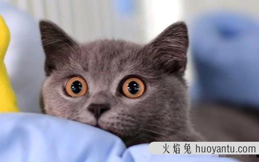 小猫找主人(怎么给小猫找主人)