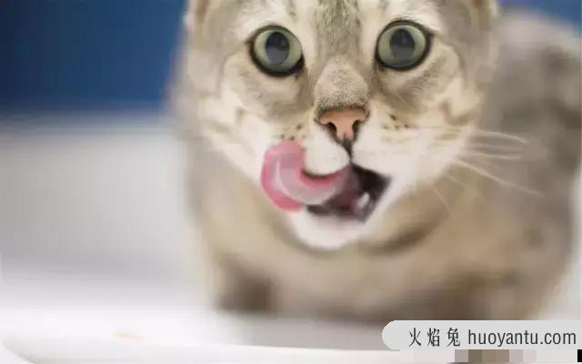 化毛膏多大的猫可以吃(化毛膏多大的猫能吃)