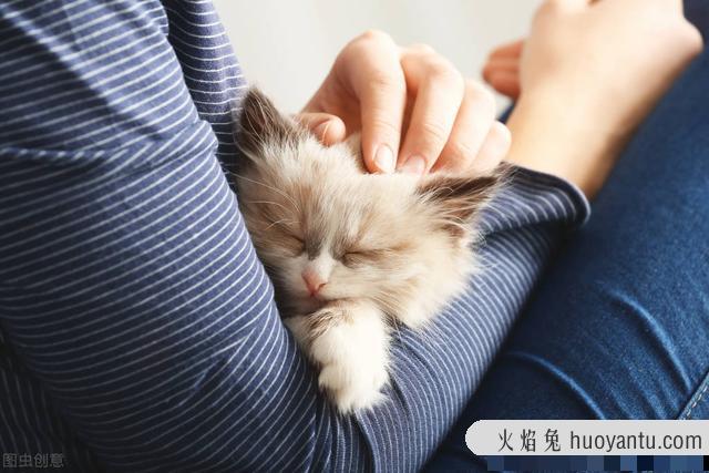 母猫不做绝育会怎么样(母猫不做绝育能活多久)