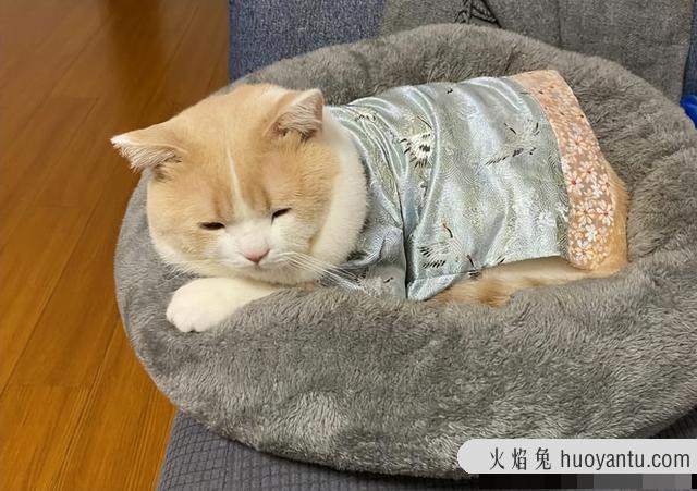 猫咪感冒打喷嚏吃什么药(猫咪感冒打喷嚏怎么办)