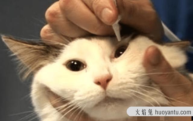 猫咪感冒打喷嚏吃什么药(猫咪感冒打喷嚏怎么办)