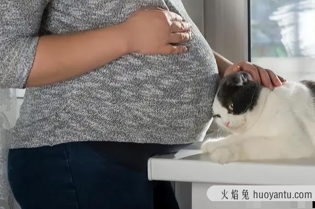 怀孕养猫对胎儿有什么影响(怀孕养猫需要注意什么)