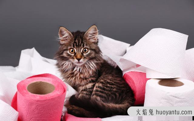 猫拉屎带血是怎么回事(猫拉屎带血吃什么药)