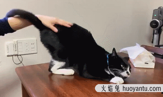 猫为什么总是屁股对着我(猫猫为什么总是屁股对着我)