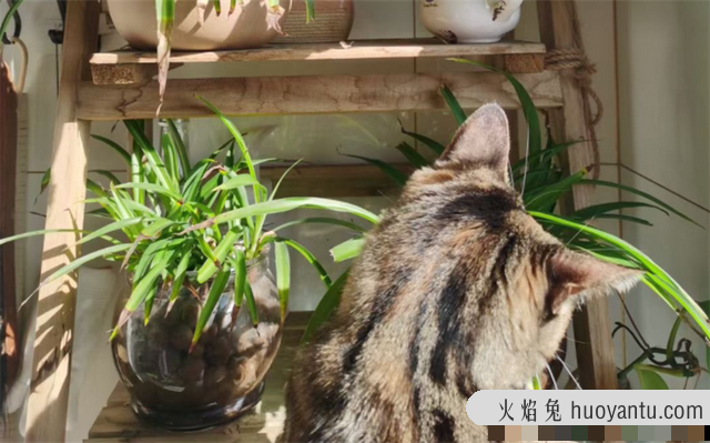 养猫家庭适合养的植物(养猫家庭适合养的植物有哪些)