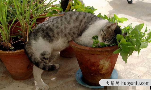 养猫家庭适合养的植物(养猫家庭适合养的植物有哪些)