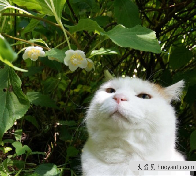 养猫家庭适合养的植物(养猫家庭适合养的植物有哪些)