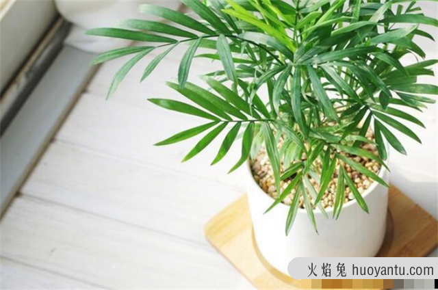 养猫家庭适合养的植物(养猫家庭适合养的植物有哪些)