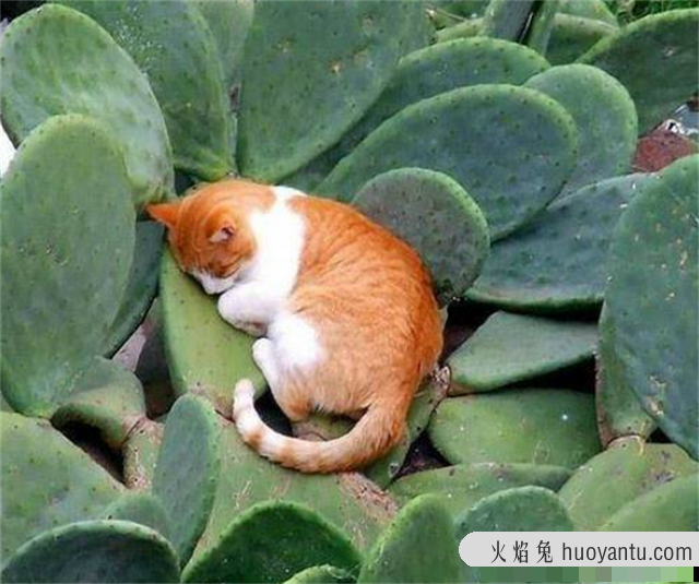 养猫家庭适合养的植物(养猫家庭适合养的植物有哪些)