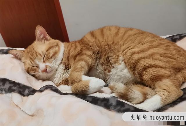 猫听了会过来的叫声(猫咪听了会过来的叫声)