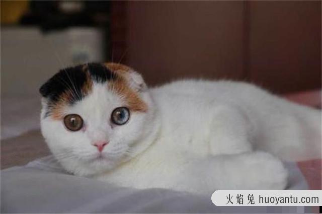 三花猫都是母猫吗(三花是不是都是母猫)