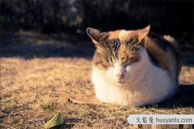 三花猫都是母猫吗(三花是不是都是母猫)