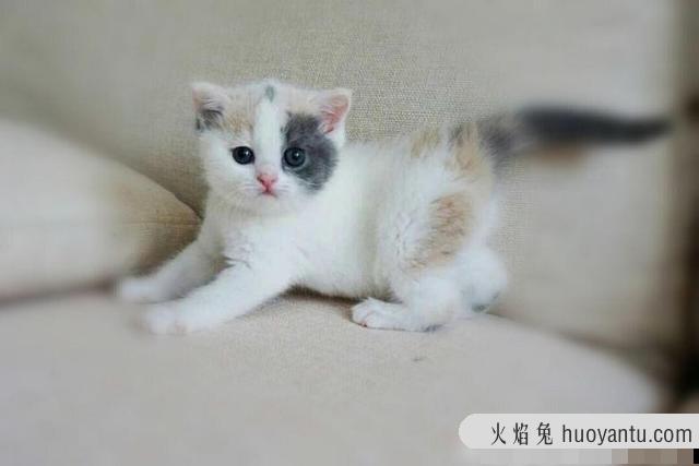 三花猫都是母猫吗(三花是不是都是母猫)