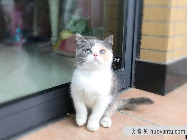 三花猫都是母猫吗(三花是不是都是母猫)