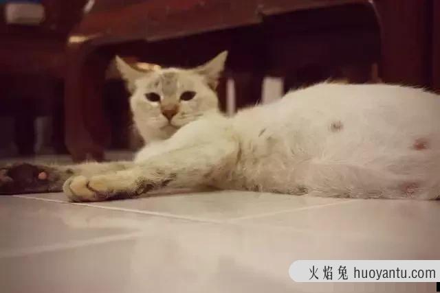 怎么判断猫有没有怀孕(怎么分辨猫有没有怀孕)