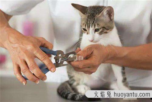 猫打完疫苗多久可以洗澡(成年猫打完疫苗多久可以洗澡)