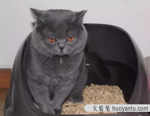 猫到处撒尿是什么原因(猫到处撒尿怎么解决)