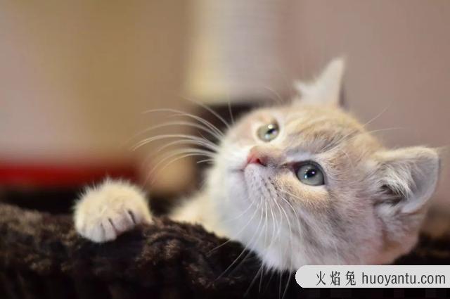 猫做绝育前后注意事项(猫做绝育前后注意事项有哪些)