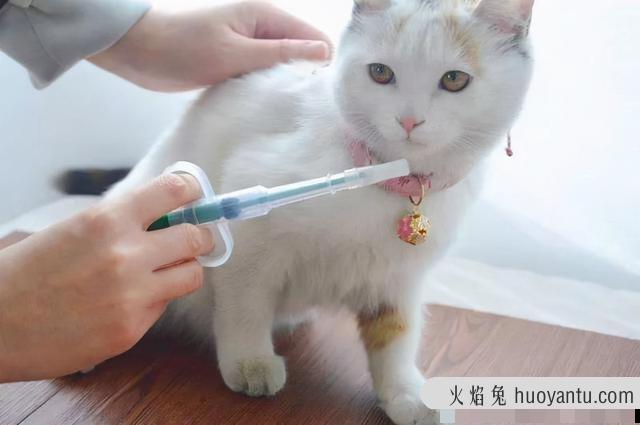 猫瘟恢复期要注意事项(猫瘟痊愈后注意事项)