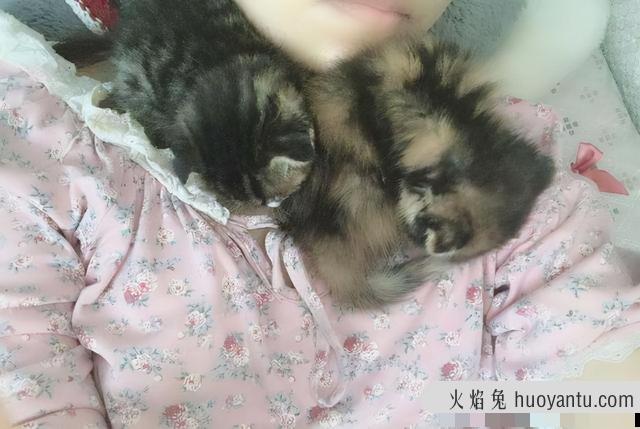 猫瘟恢复期要注意事项(猫瘟痊愈后注意事项)