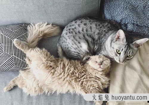 猫毛打结成块是什么原因(猫毛打结成块是皮肤病)