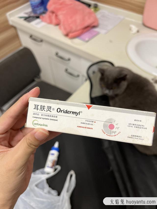 猫耳朵发炎化脓怎么办(猫耳朵发炎化脓用什么药)