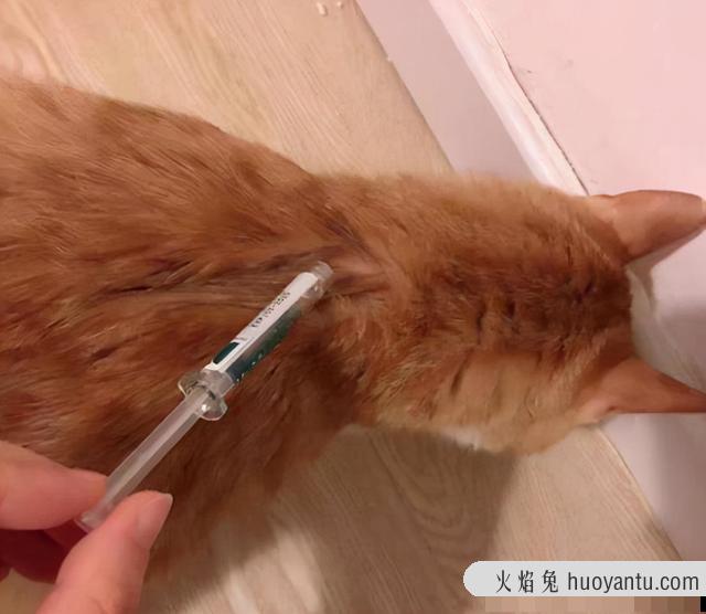 猫咪皮肤病症状及图片(猫咪皮肤病用什么药比较好)