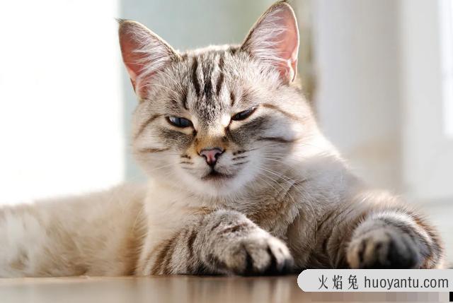 小猫流眼泪是怎么回事(小猫流眼泪怎么治疗)