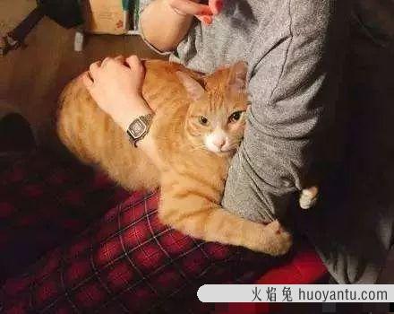 人感染猫寄生虫的症状怎么治疗(人感染猫寄生虫的症状怎么办)