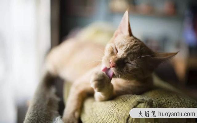 人感染猫寄生虫的症状怎么治疗(人感染猫寄生虫的症状怎么办)