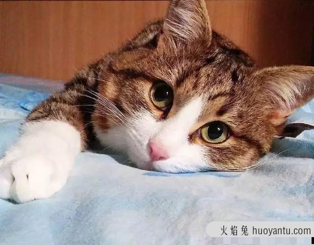 人感染猫寄生虫的症状怎么治疗(人感染猫寄生虫的症状怎么办)