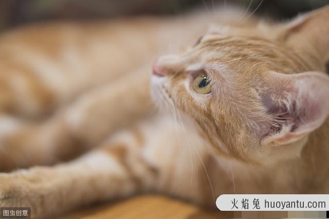 人感染猫寄生虫的症状怎么治疗(人感染猫寄生虫的症状怎么办)