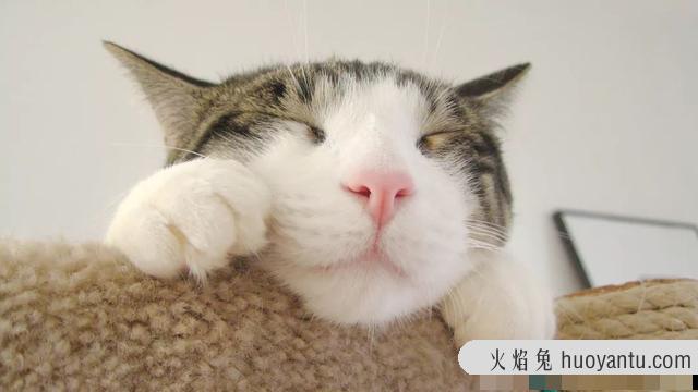 人感染猫寄生虫的症状怎么治疗(人感染猫寄生虫的症状怎么办)