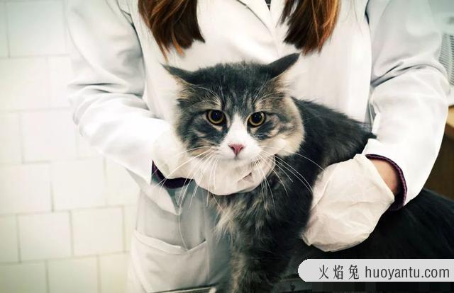 人感染猫寄生虫的症状怎么治疗(人感染猫寄生虫的症状怎么办)