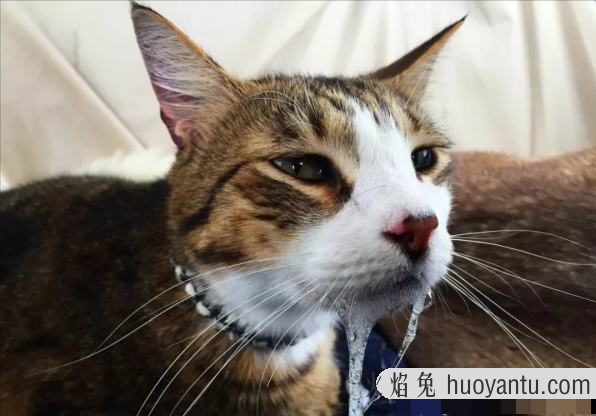 怎么判断猫有没有狂犬病(怎么判断猫有没有狂犬病潜伏期)