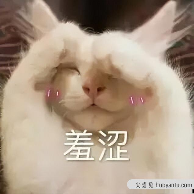 猫生产过程需几个小时(猫生产需要多久时间)