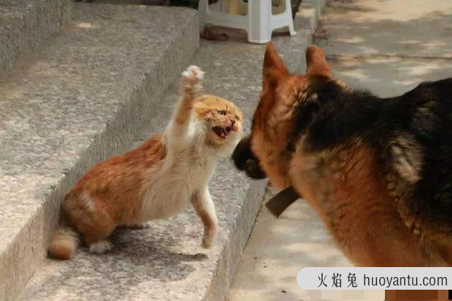 猫咪狂犬病的早期症状(猫咪狂犬病的早期症状有哪些)