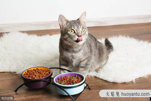 猫咪狂犬病的早期症状(猫咪狂犬病的早期症状有哪些)