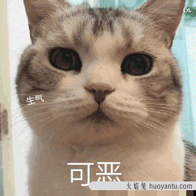 猫重复喵呜是什么意思(小猫一直喵呜叫)