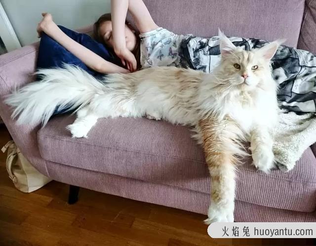 猫吃过的东西人还能吃吗(猫吃过的东西人吃了会怎么样)