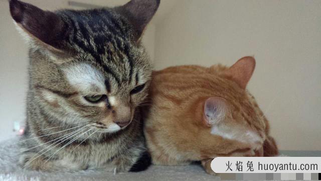 黄狸猫和橘猫什么区别(黄狸猫和橘猫图片对比)